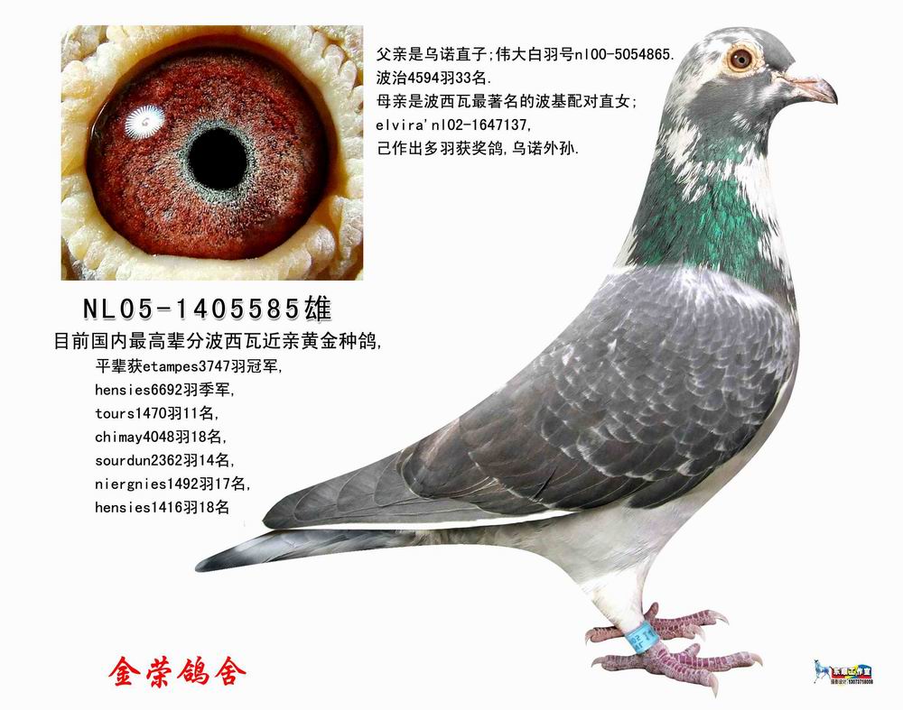 波西瓦585 保证金级 拍卖