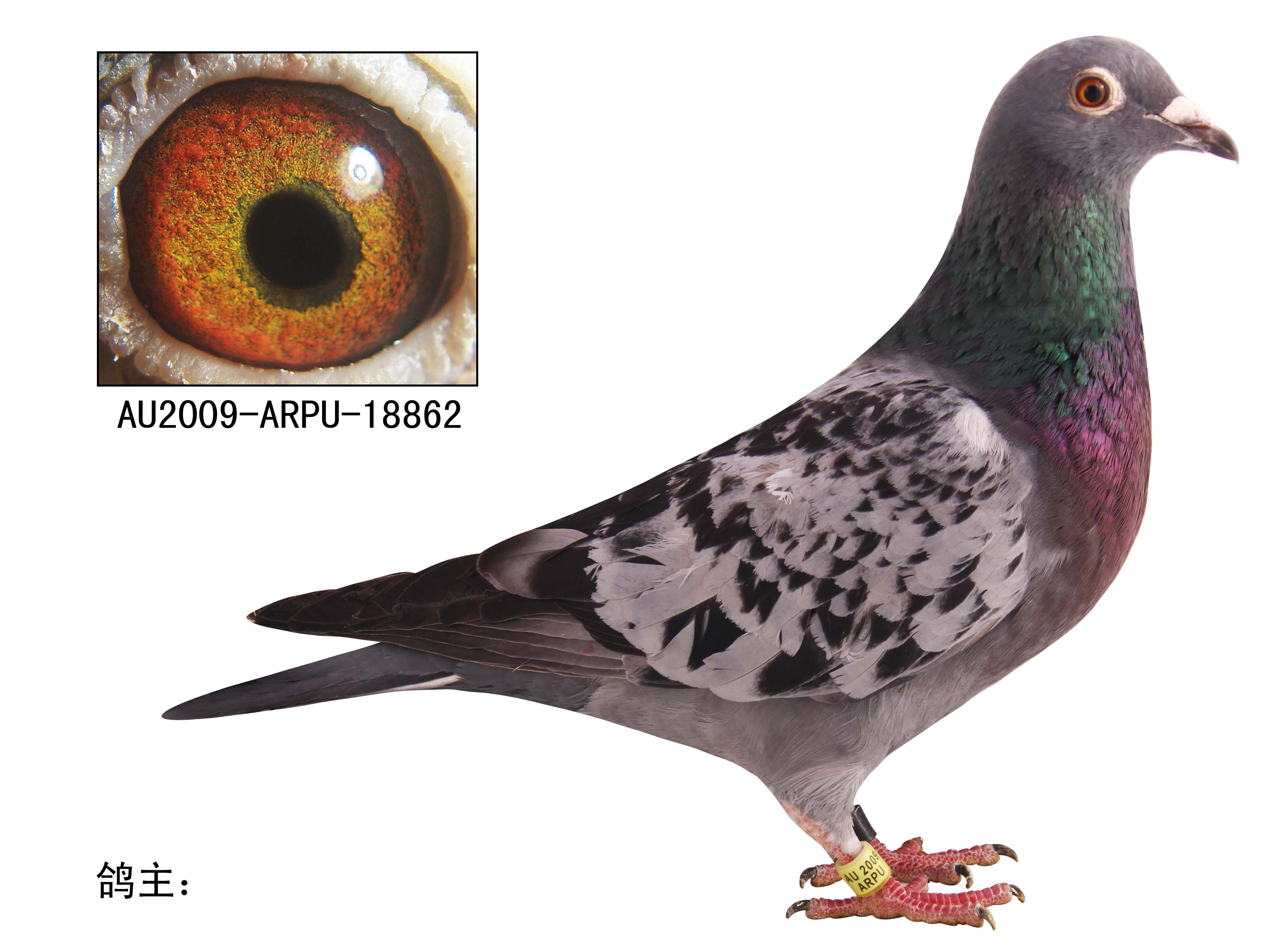 信鸽在线拍卖平台 - 中国信鸽信息网