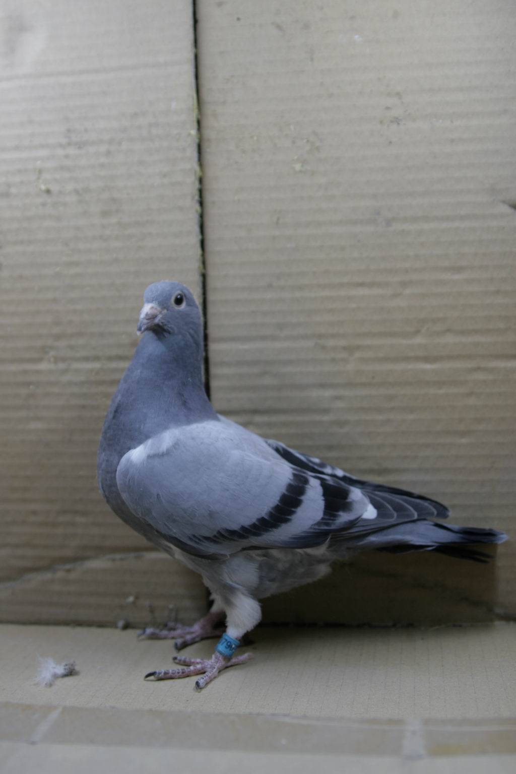 信鸽在线拍卖平台 - 中国信鸽信息网