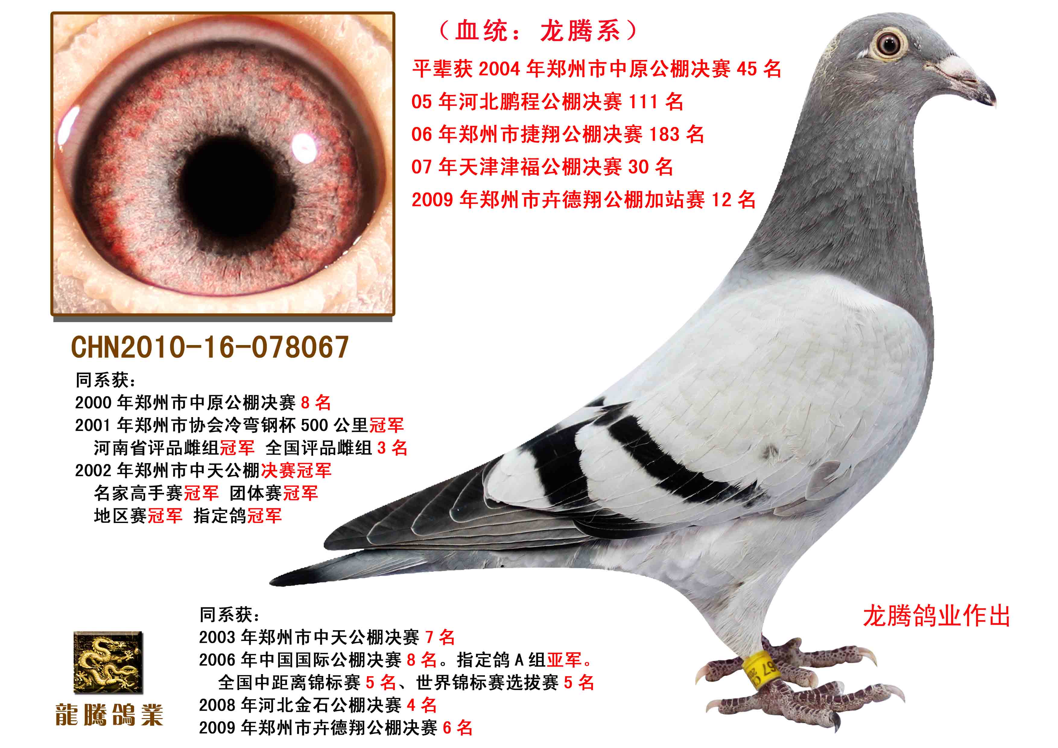 北京龙腾鸽业种鸽图片图片