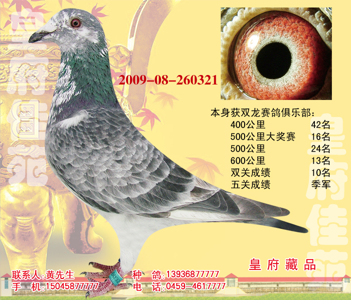 皇府铭鸽佳园 - 中信网铭鸽展厅 www.ag188.com