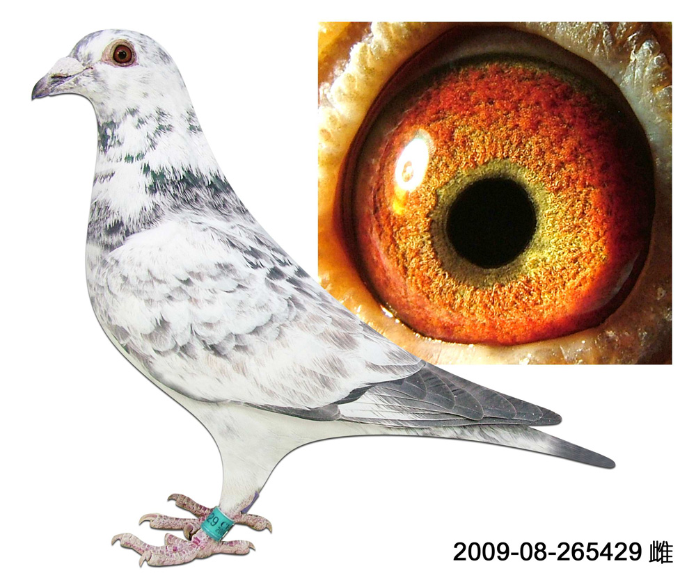 信鸽在线拍卖平台 - 中国信鸽信息网