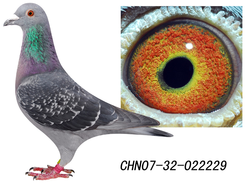 >> 查看拍卖商品