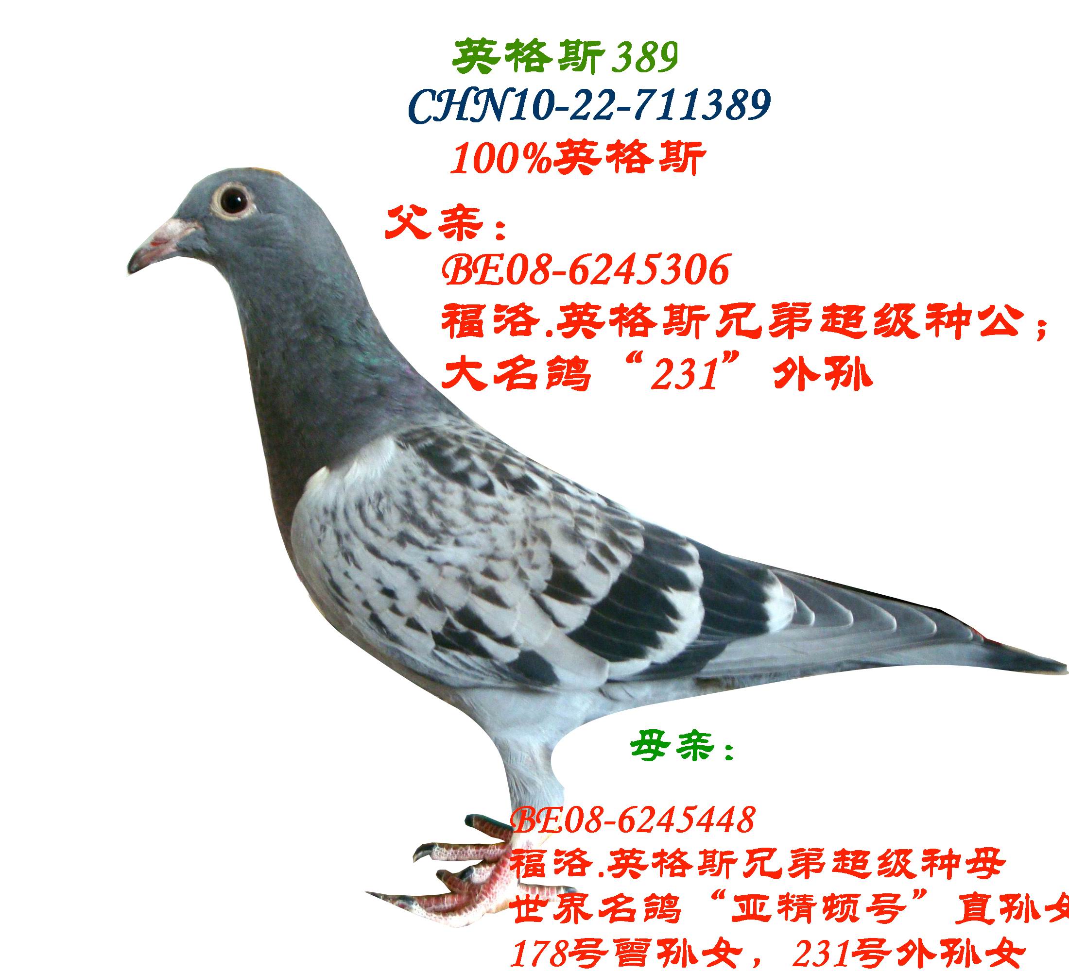 英格斯389(100%英格斯) 保证金级 拍卖