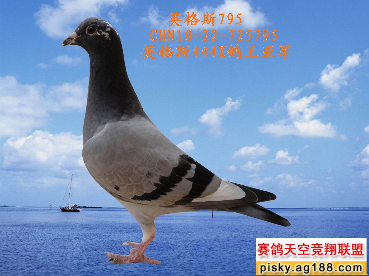 英格斯795(英格斯444x鸽王亚军) 拍卖