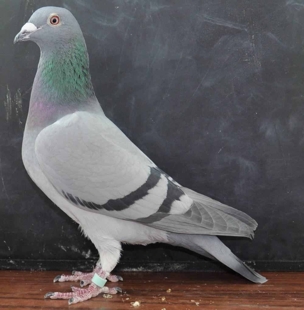 信鸽在线拍卖平台 - 中国信鸽信息网