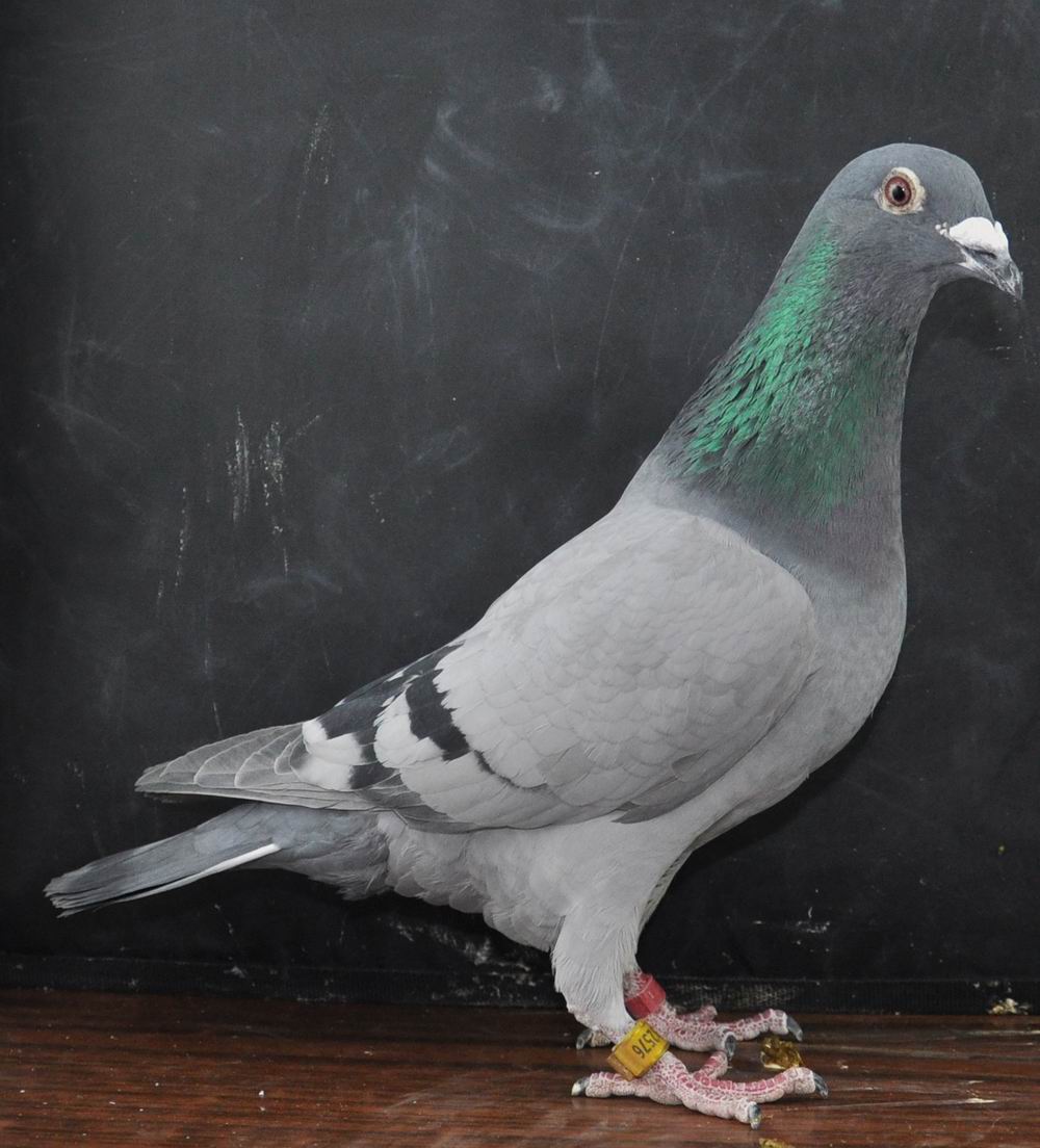 世界鸽王家族-宝马576 保证金级 拍卖