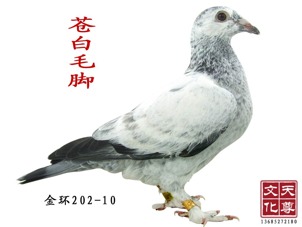 信鸽在线拍卖平台 - 中国信鸽信息网