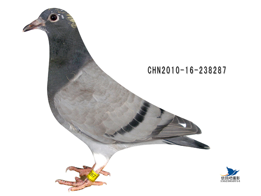 喜娟胡本 保证金级 拍卖