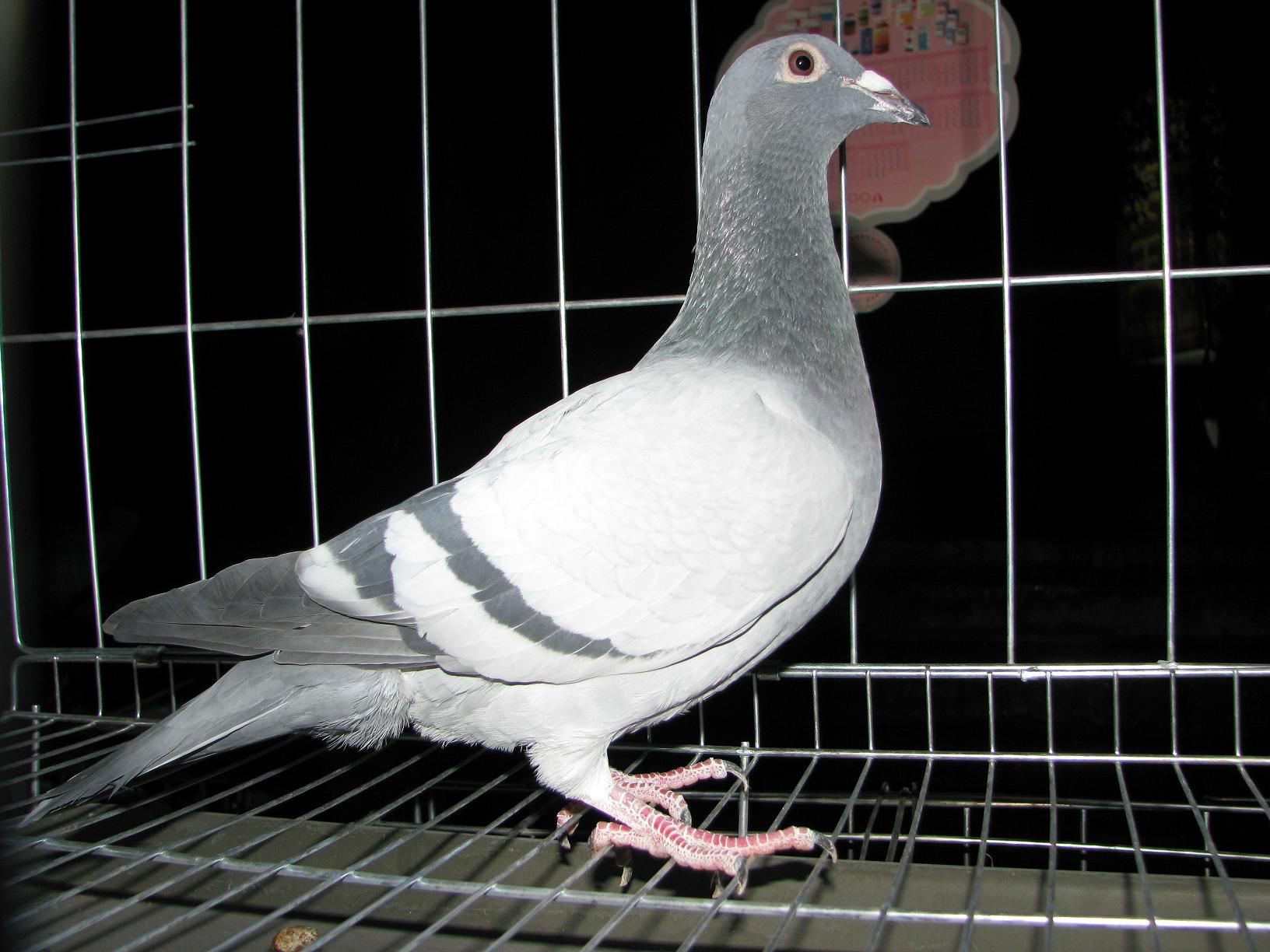 信鸽在线拍卖平台 - 中国信鸽信息网