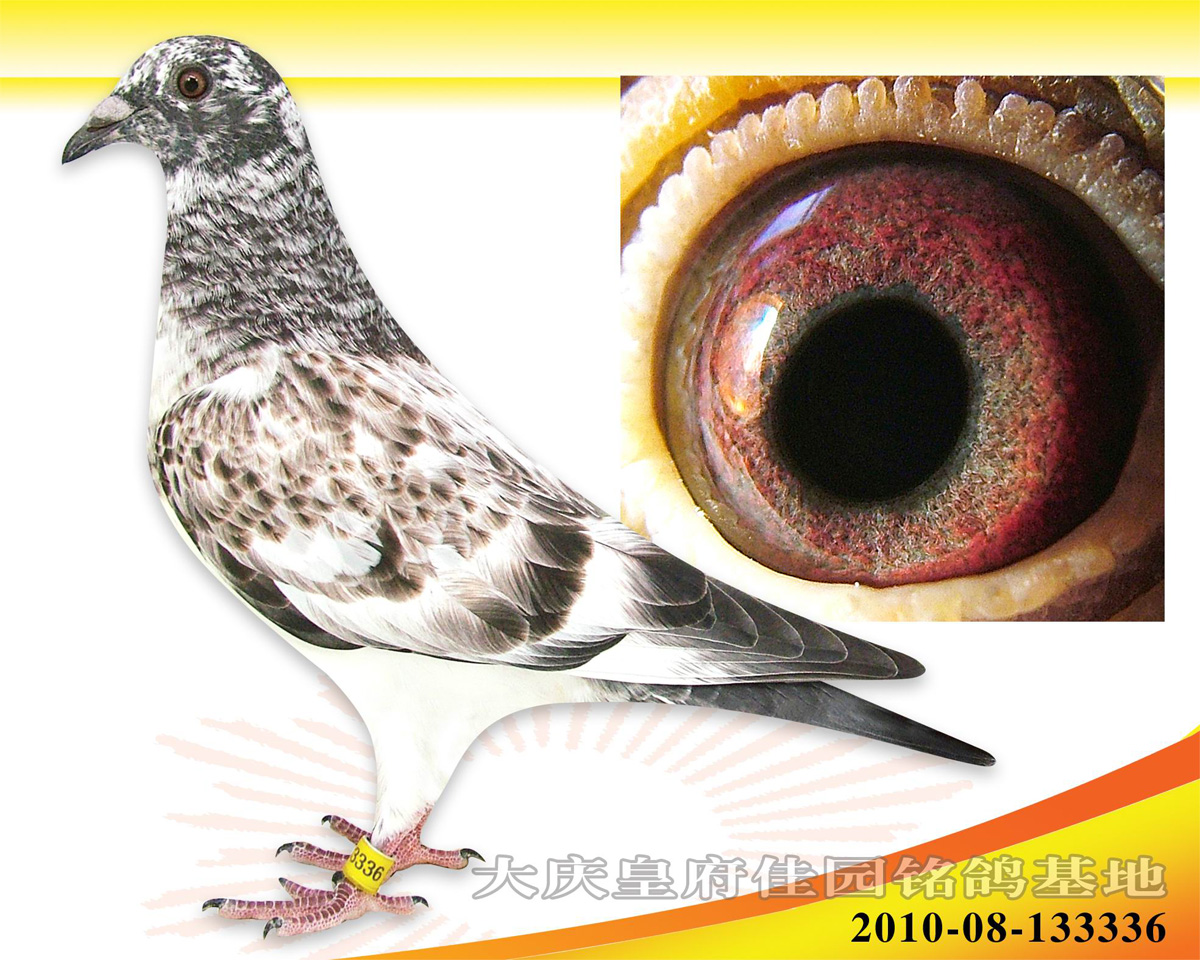 老鹰子代 保证金级 拍卖