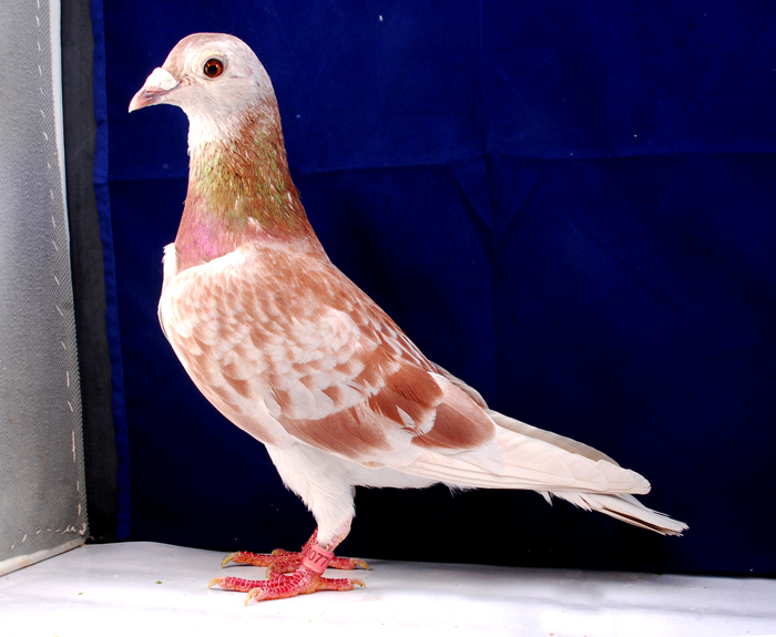 红狐chn07-09-007713母500公里归巢 保证金级 拍卖