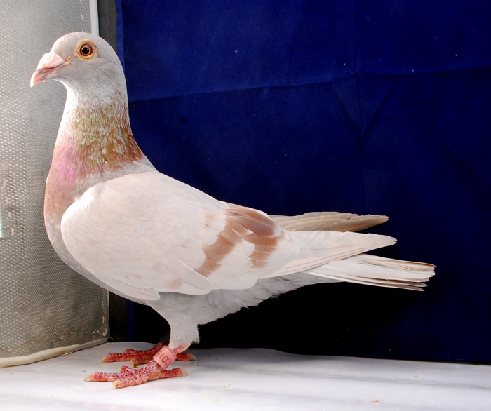 chn07-09-015709雌西安天绿堂公棚归巢 保证金级 拍卖