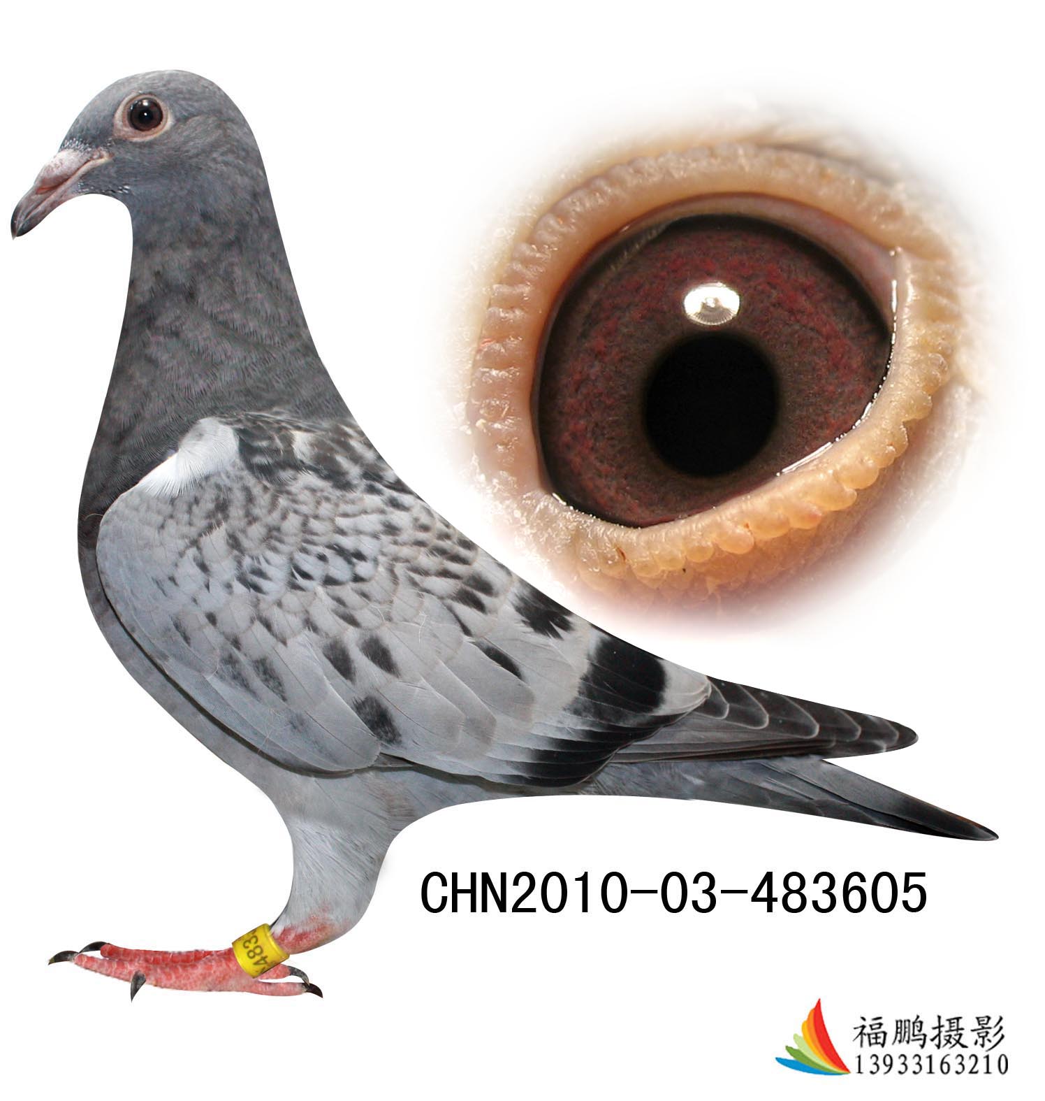 欧陆鸽园在线拍鸽