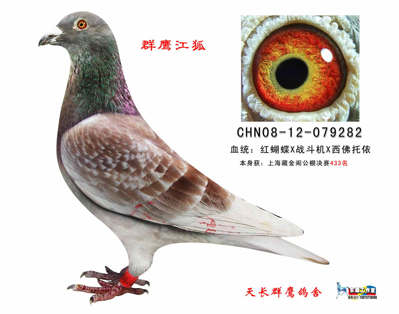 中国群鹰在线拍鸽