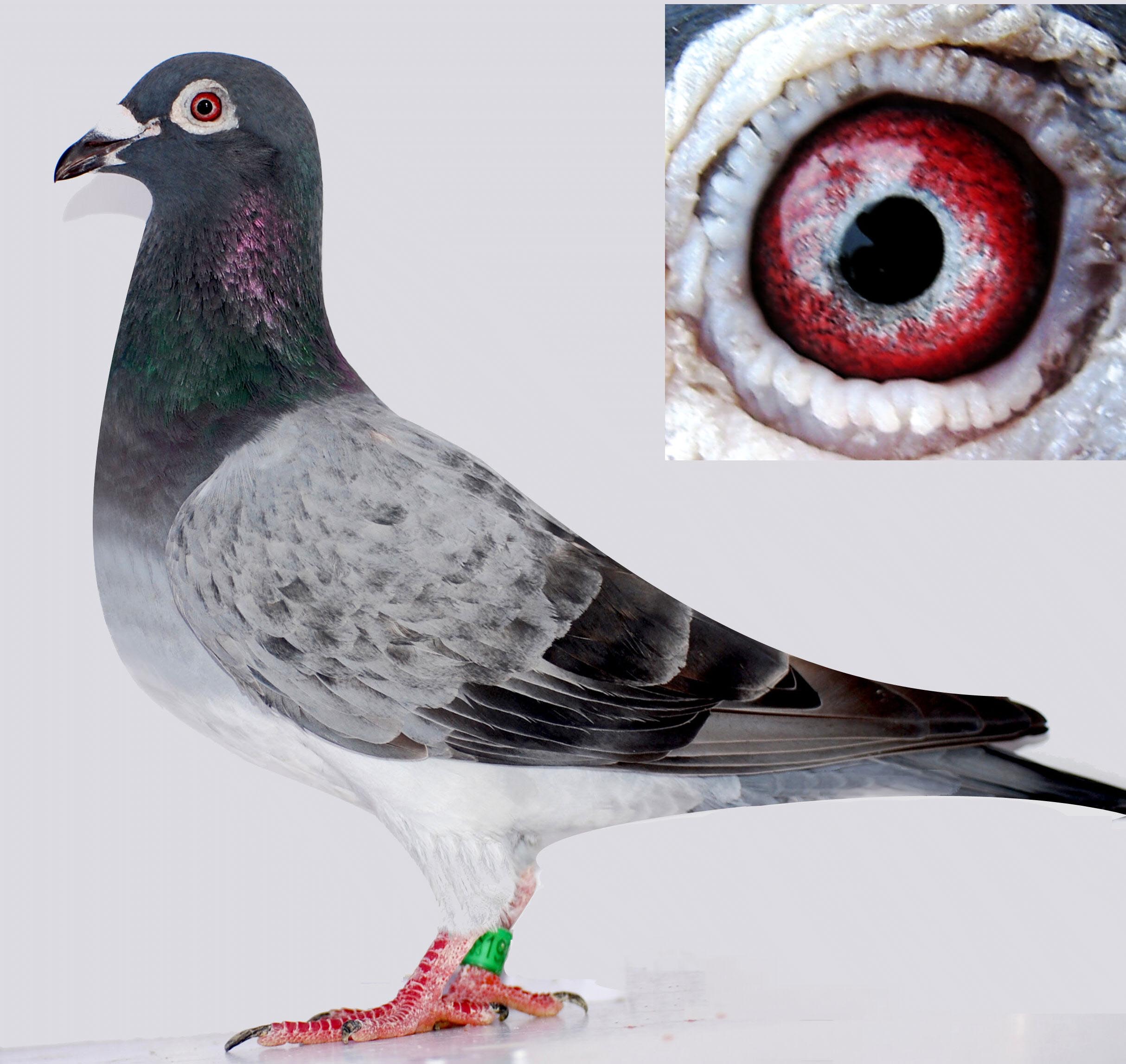 幕利门273 保证金级 拍卖