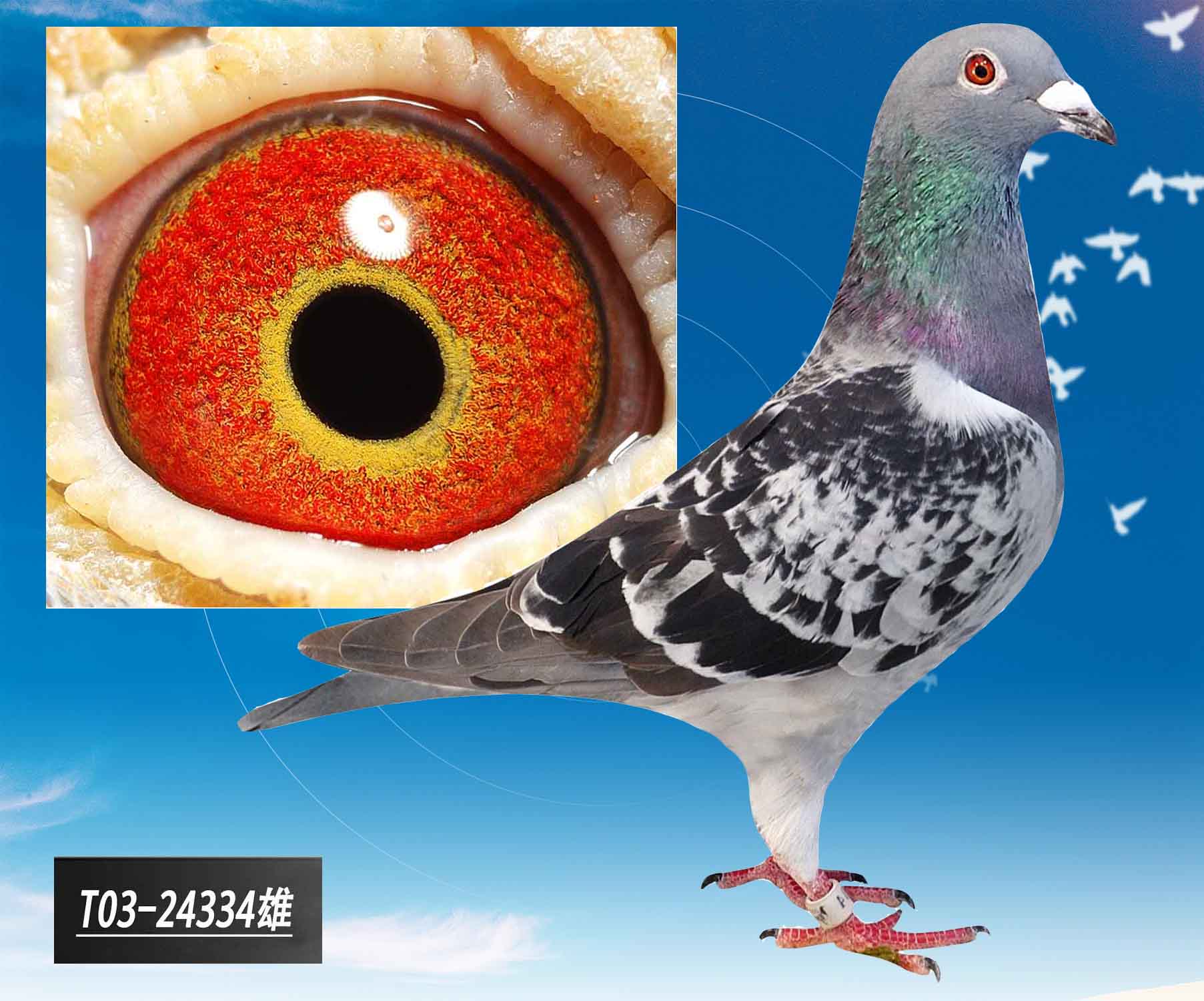 纯戈登 保证金级 拍卖