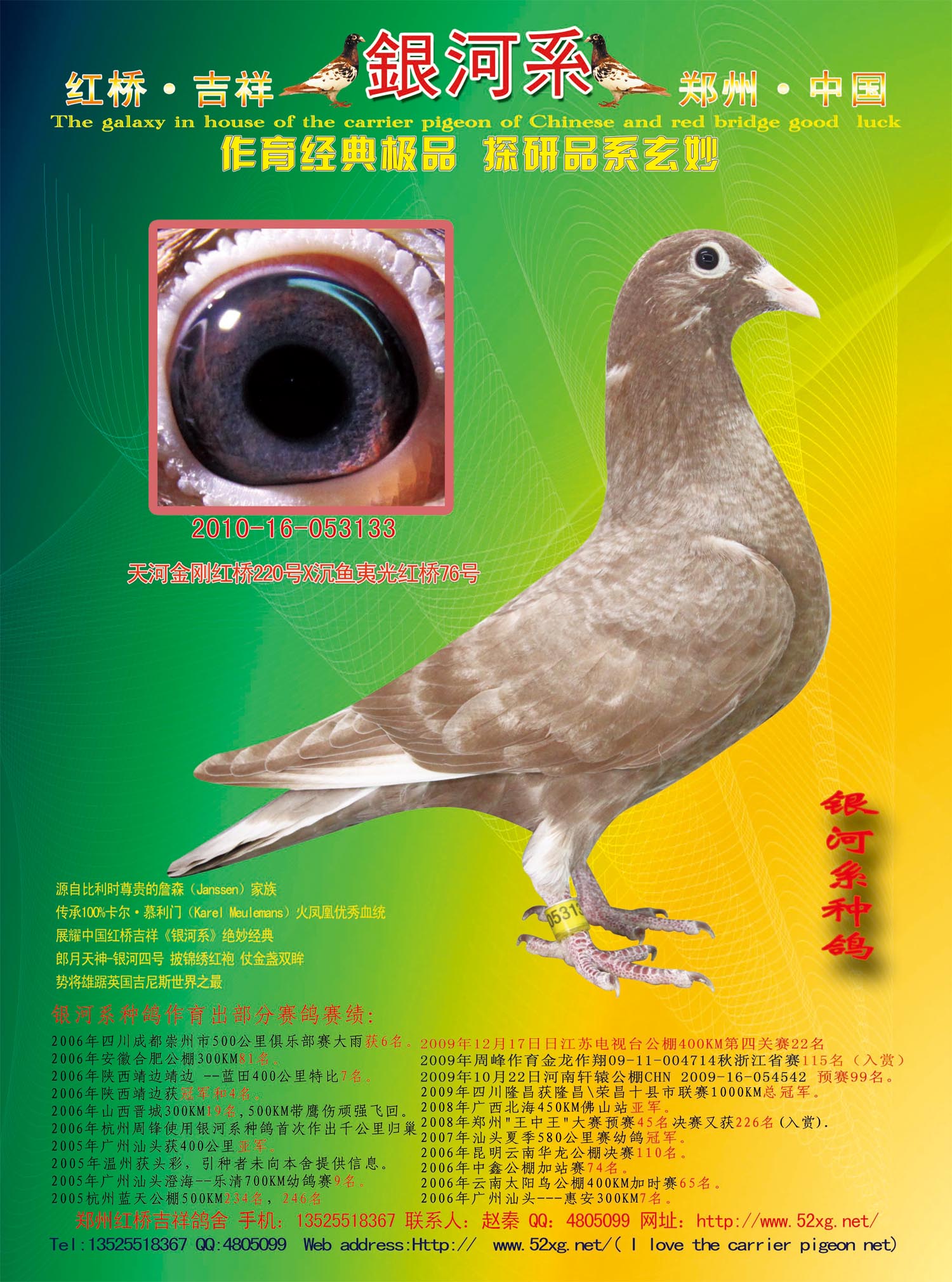 银河系纯种种鸽 极品慕利门火凤凰 保证金级 拍卖