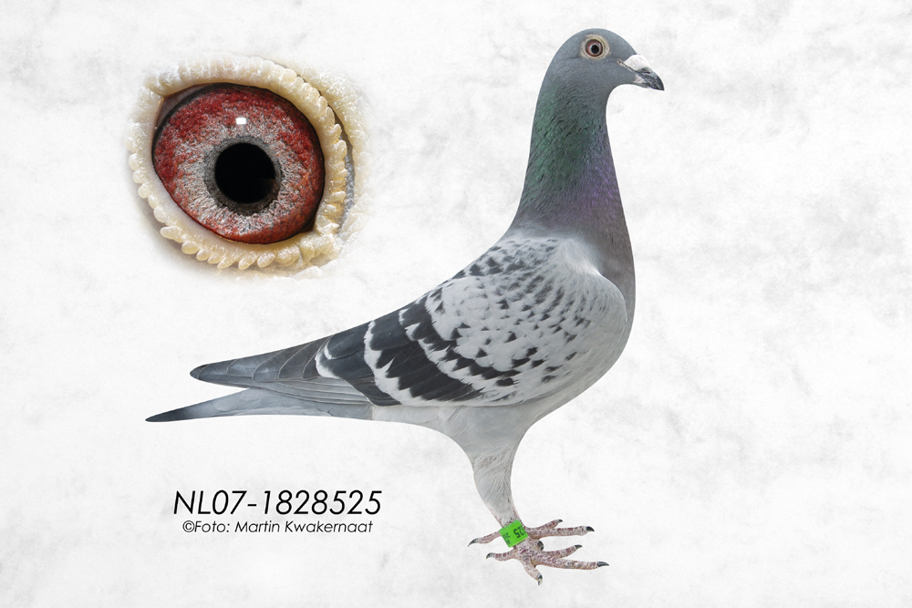 彼得.米卫 保证金级 拍卖