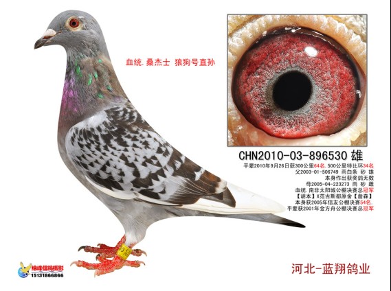 铭 鸽  新鸽上架  推荐铭鸽  定价鸽  信鸽拍卖 黄金配对   网上展厅