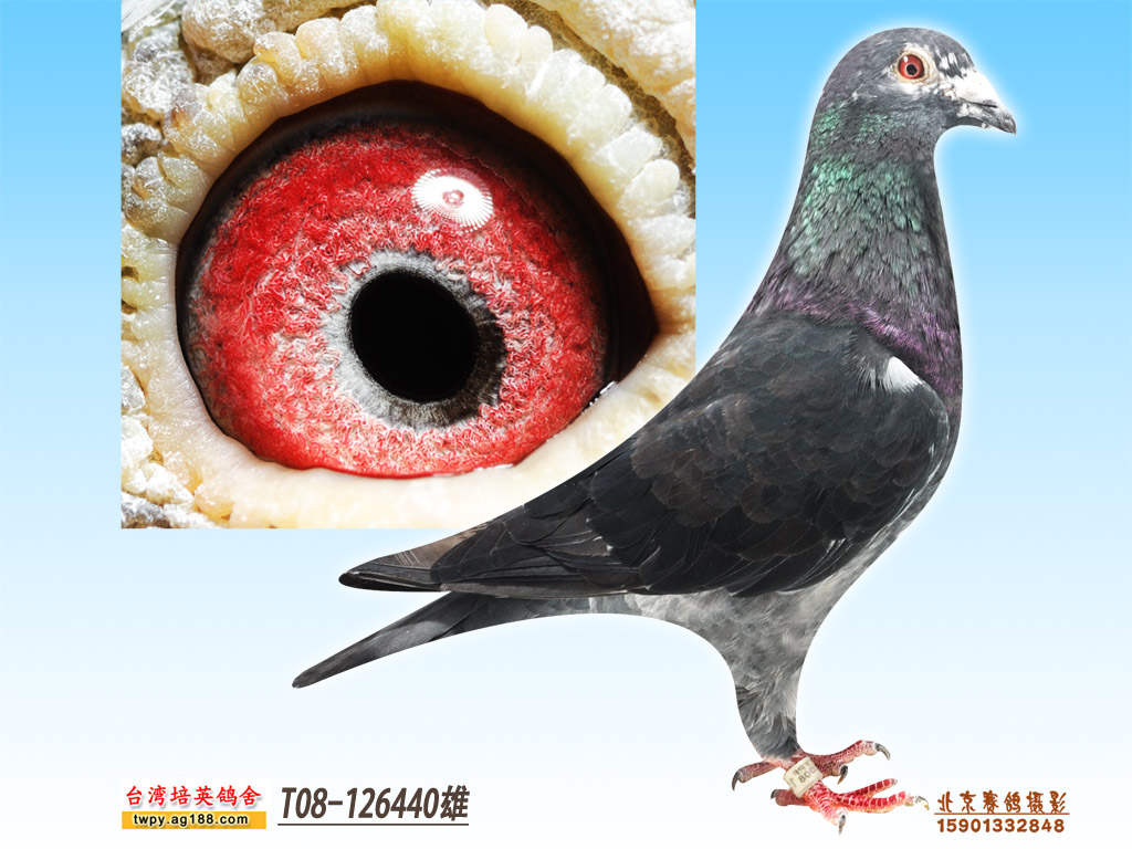 李巴克种雄 保证金级 拍卖