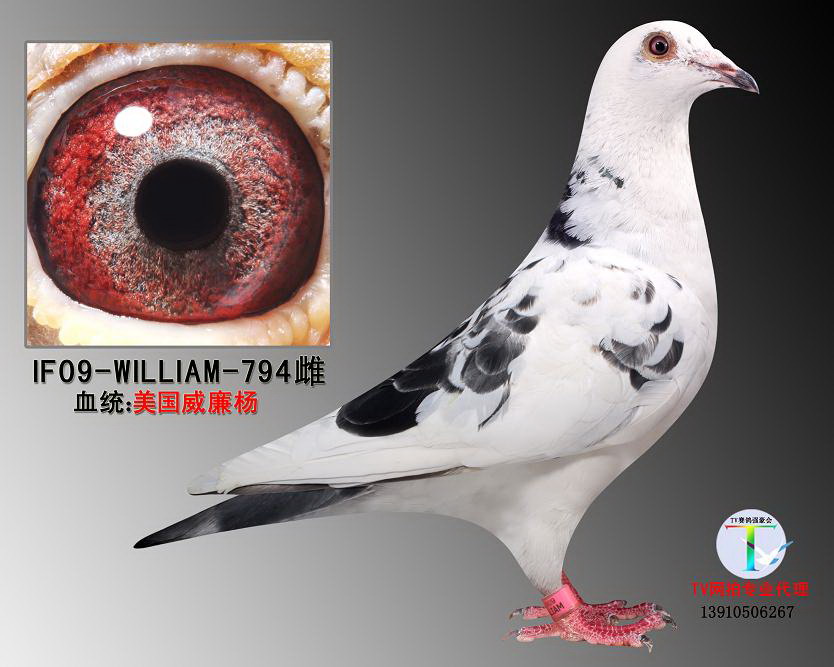 >> 查看拍卖商品