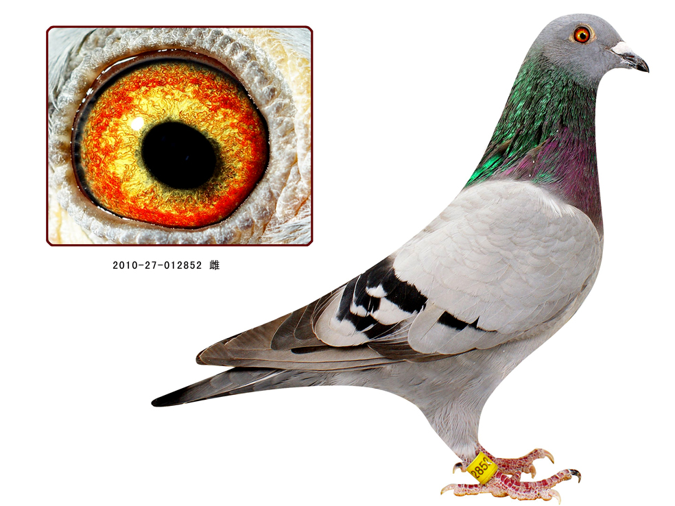 乔治.波理鸽王8位曾孙 保证金级 拍卖