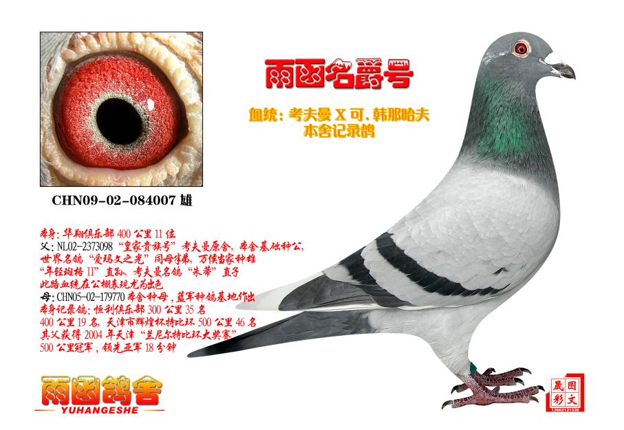 铭 鸽  新鸽上架  推荐铭鸽  定价鸽  信鸽拍卖 黄金配对   网上展厅