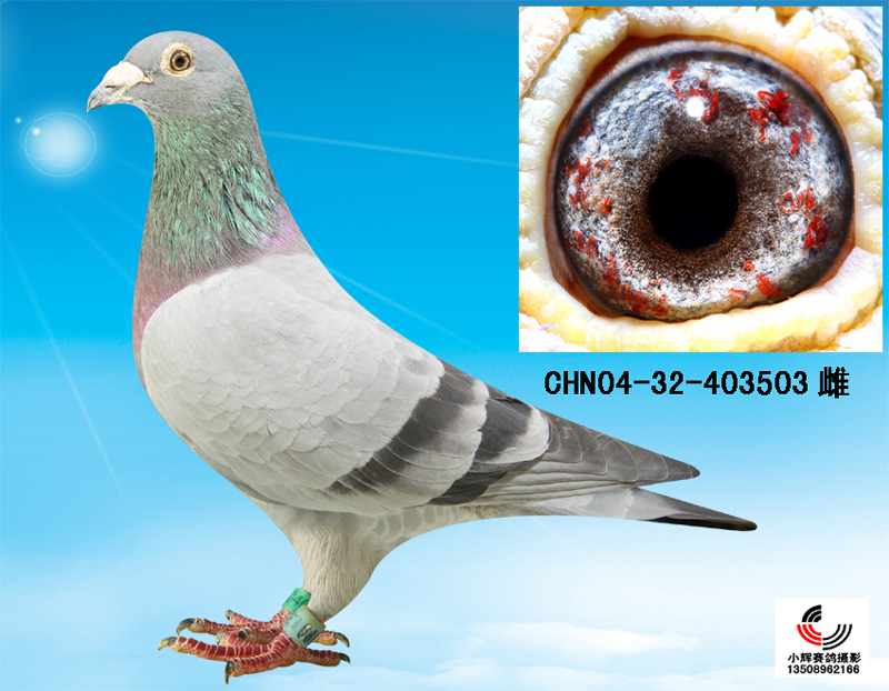 >> 查看拍卖商品