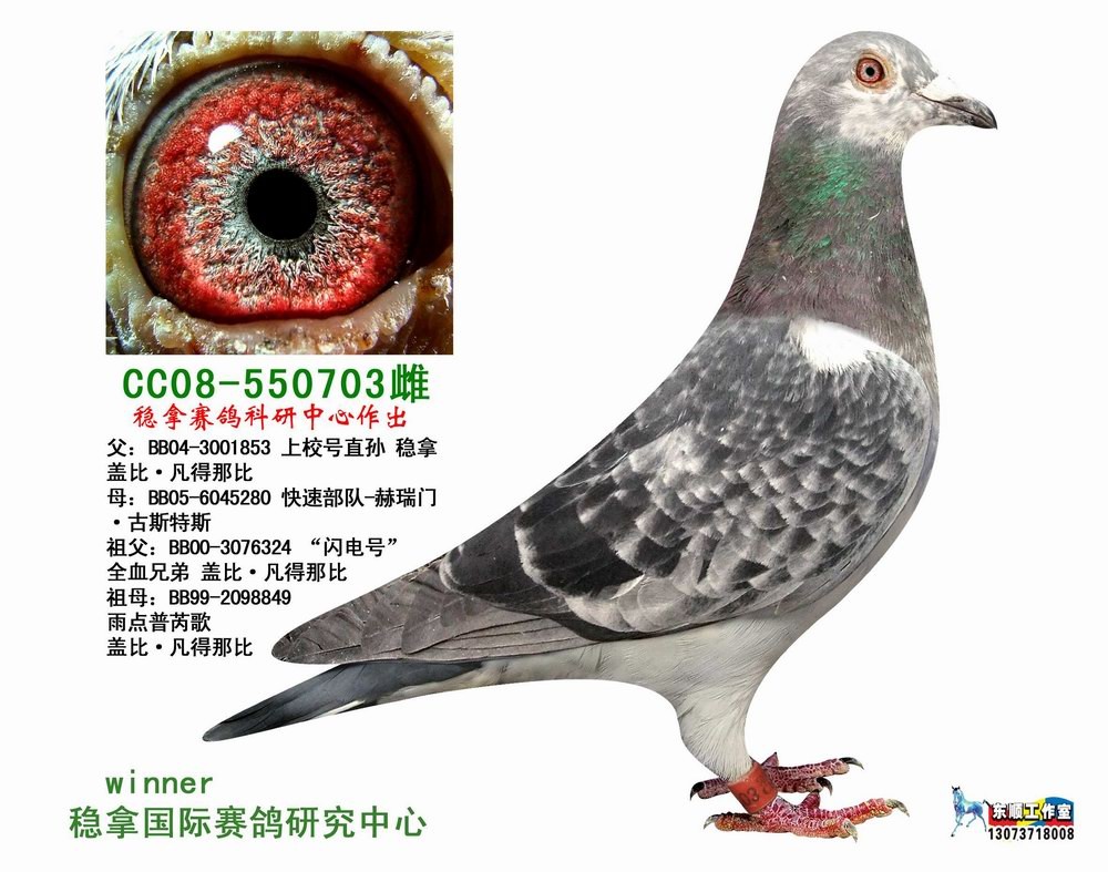 稳拿种鸽 保证金级 拍卖