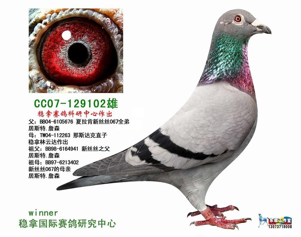 稳拿种鸽 保证金级 拍卖