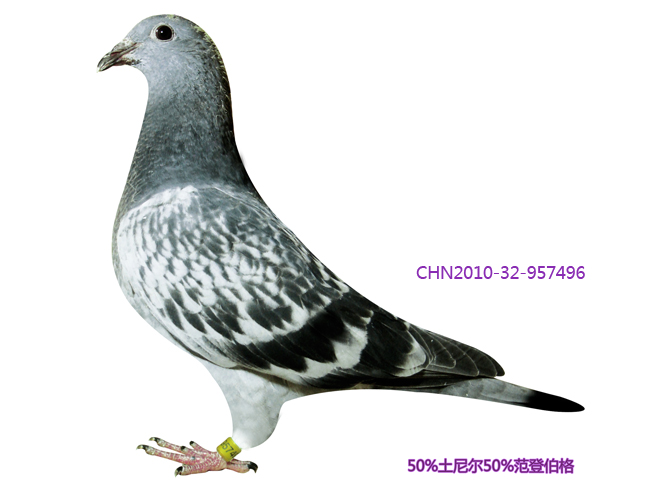 "土尼尔"幼鸽 保证金级 拍卖