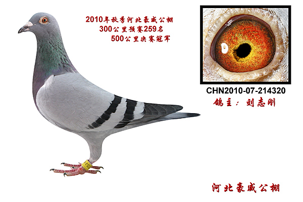 信鸽在线拍卖平台 - 中国信鸽信息网