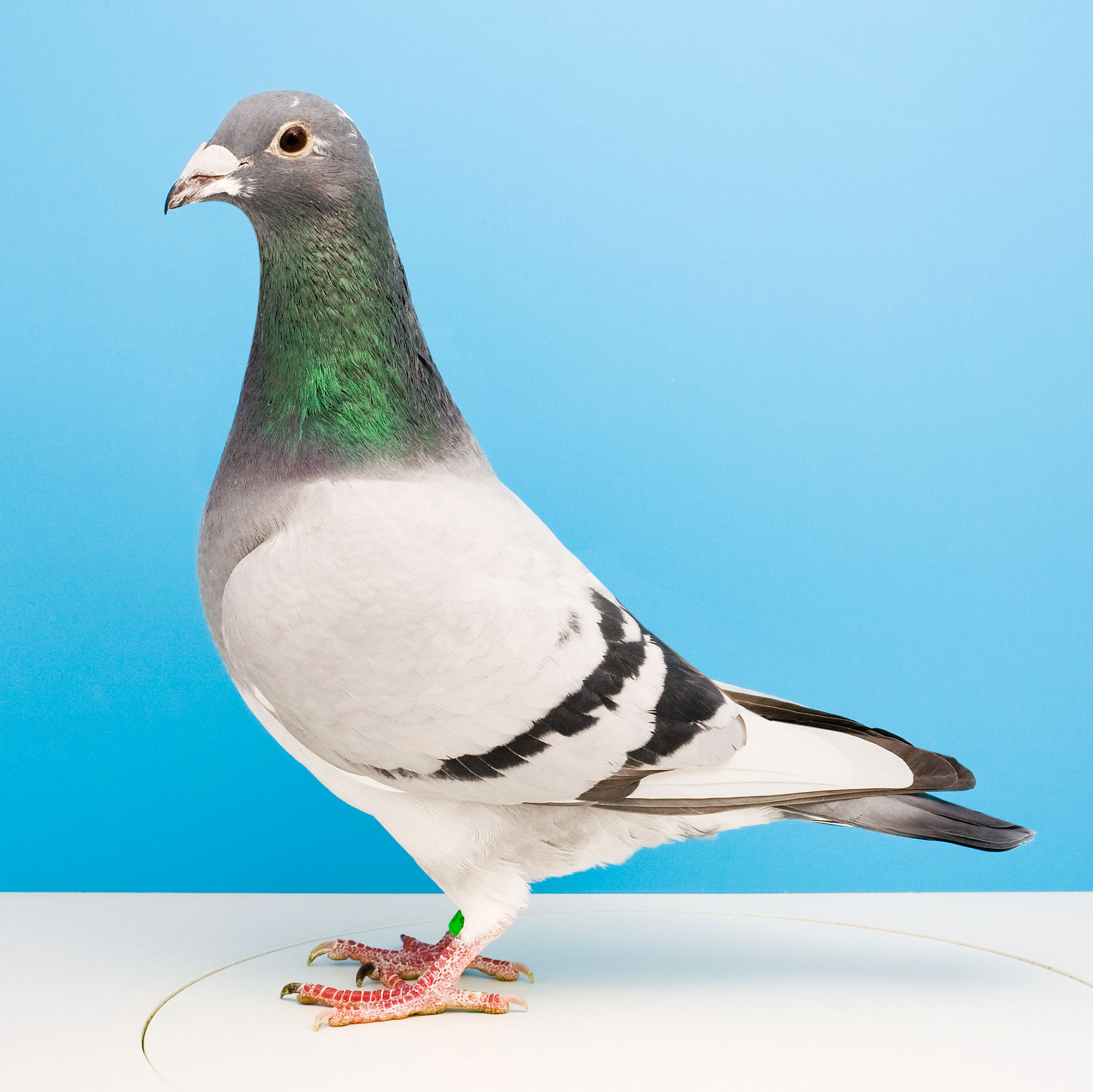 信鸽在线拍卖平台 - 中国信鸽信息网