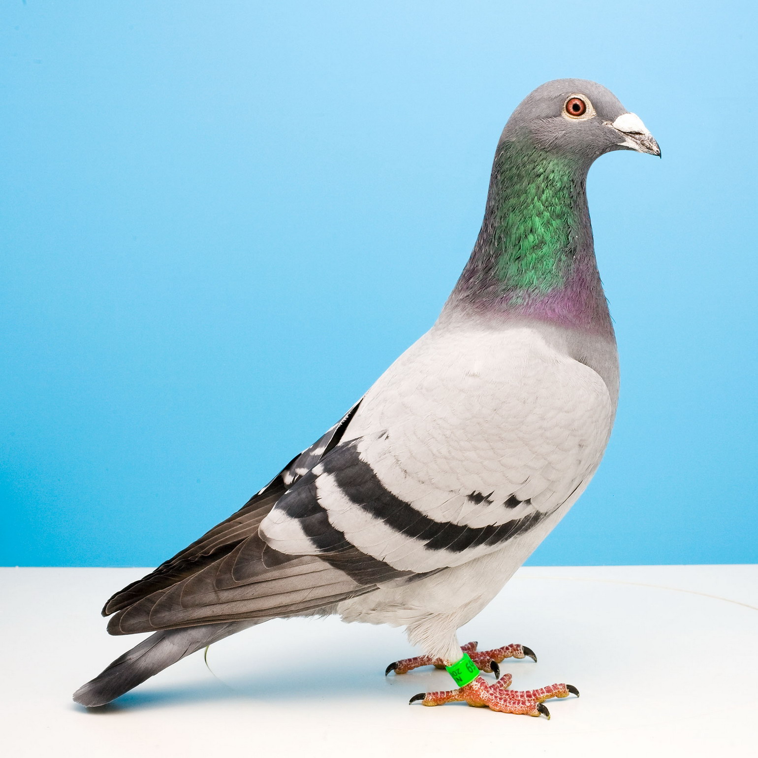 信鸽在线拍卖平台 - 中国信鸽信息网