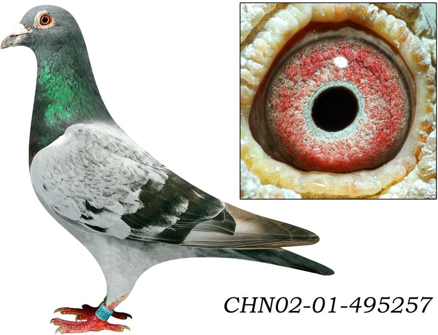 "狄尔巴257"雄 保证金级 拍卖