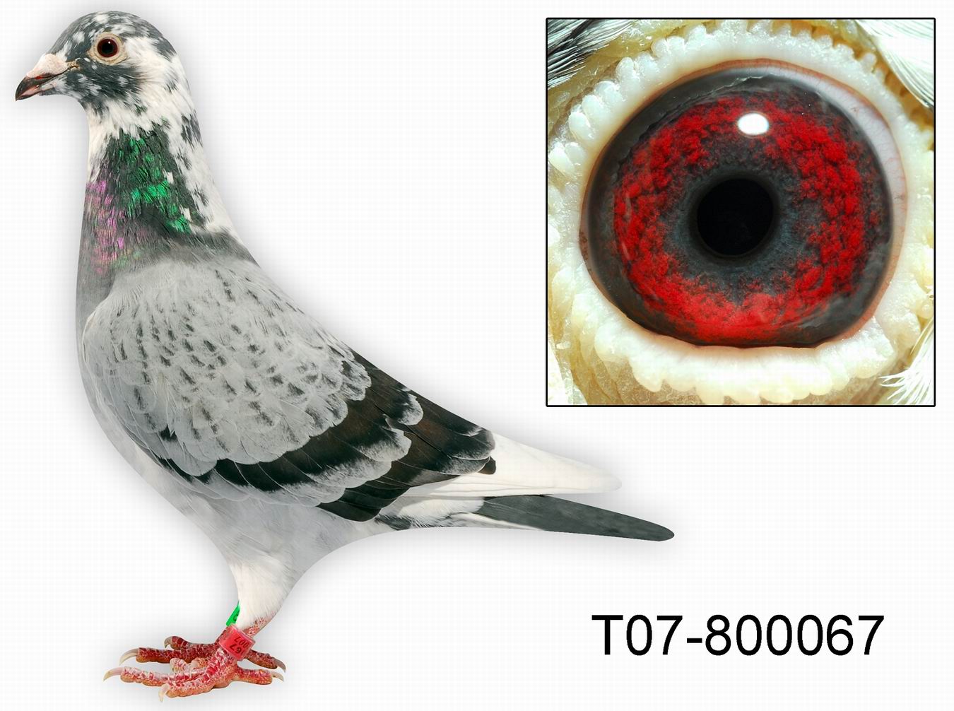 慕利门067 保证金级 拍卖