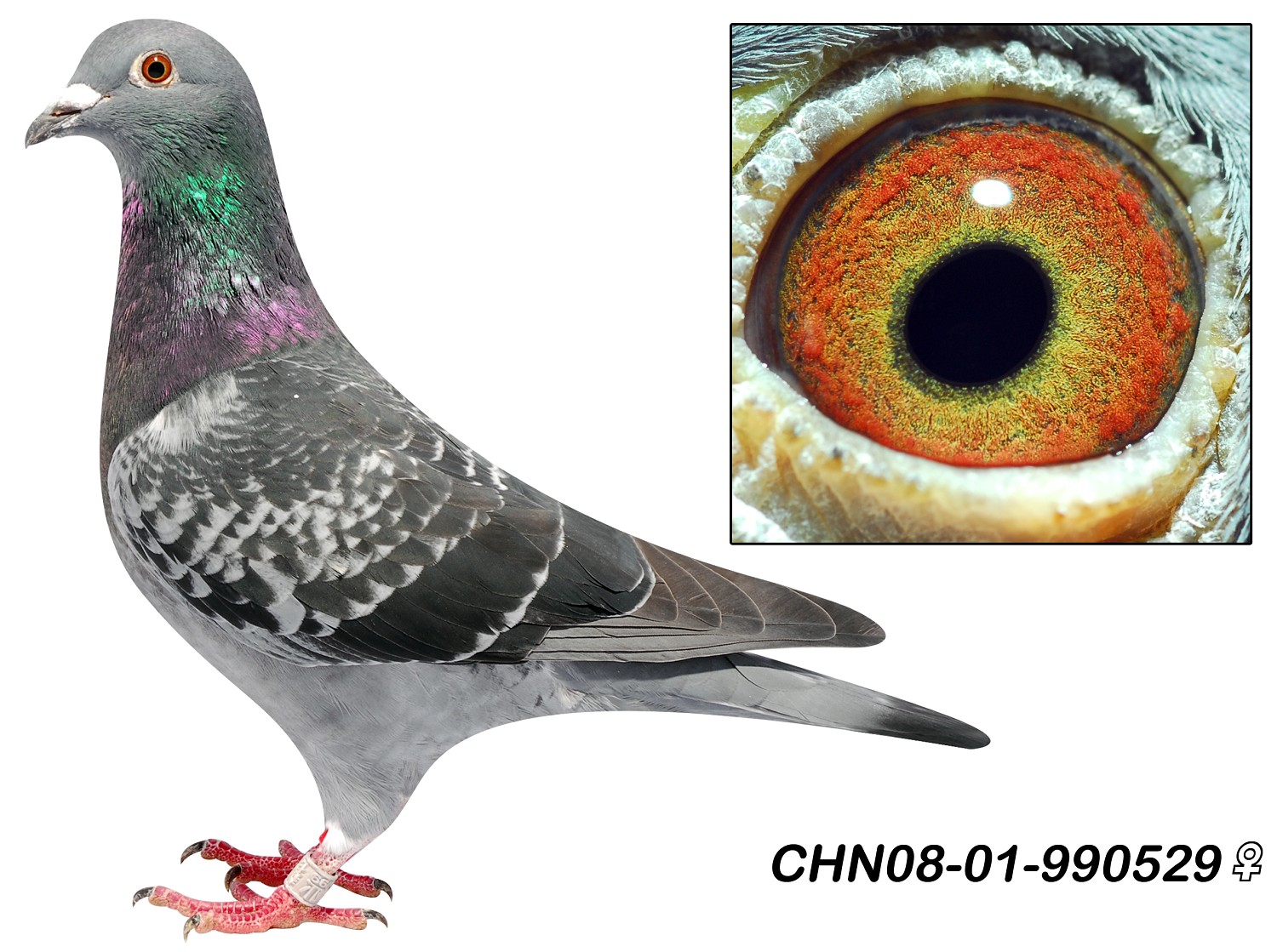 信鸽在线拍卖平台 - 中国信鸽信息网