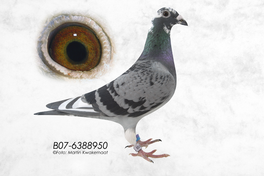 英格斯特选种鸽950 保证金级 拍卖