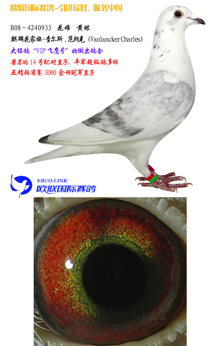 信鸽在线拍卖平台 - 中国信鸽信息网