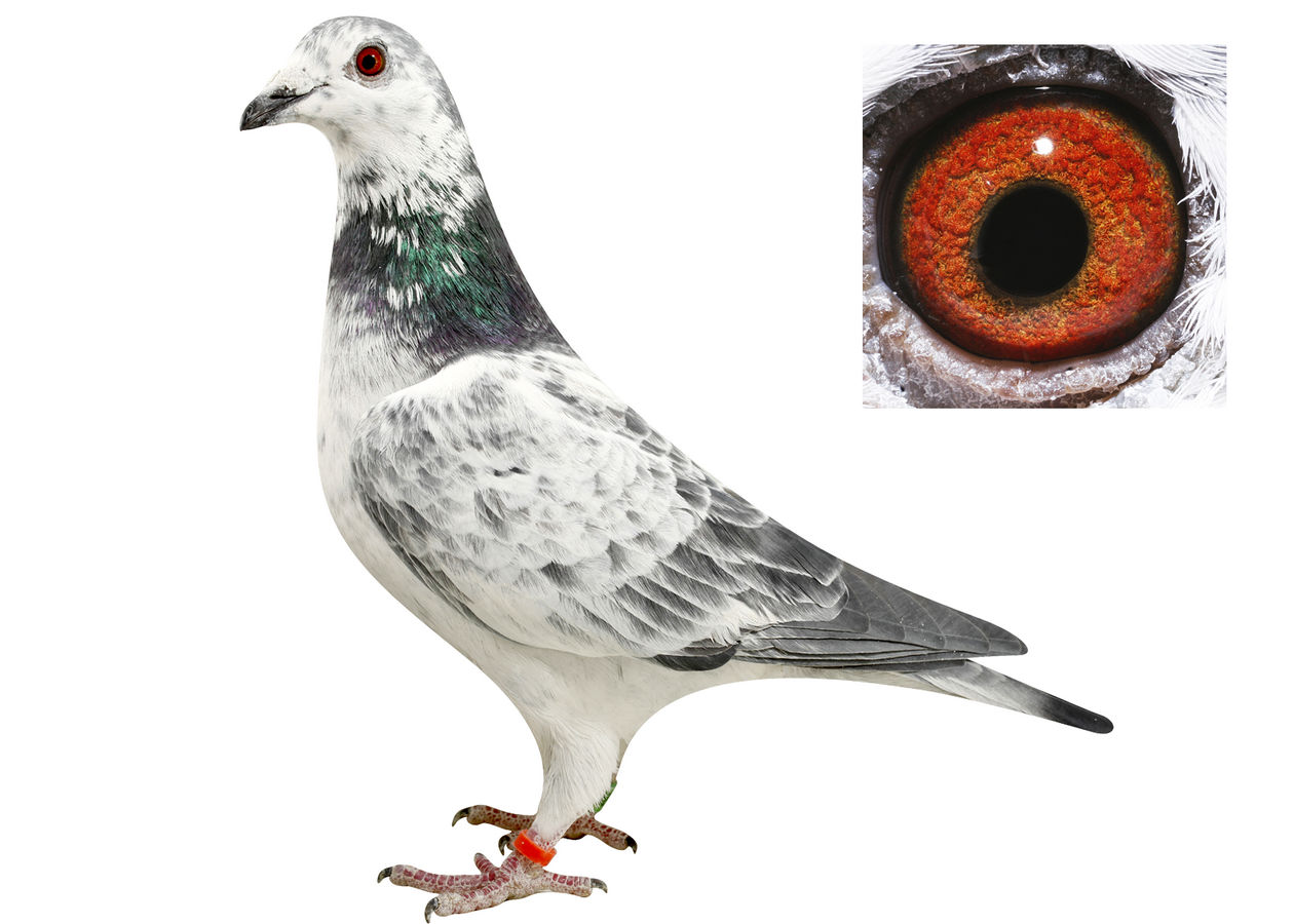 飙友"vip"飞鹰号孙代 626 保证金级 拍卖