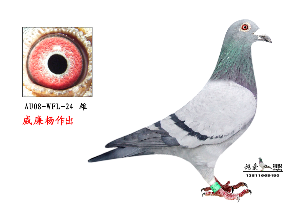 信鸽拍卖首页 拍卖专题 >> 查看拍卖商品   威廉杨义拍捐赠优秀名种鸽