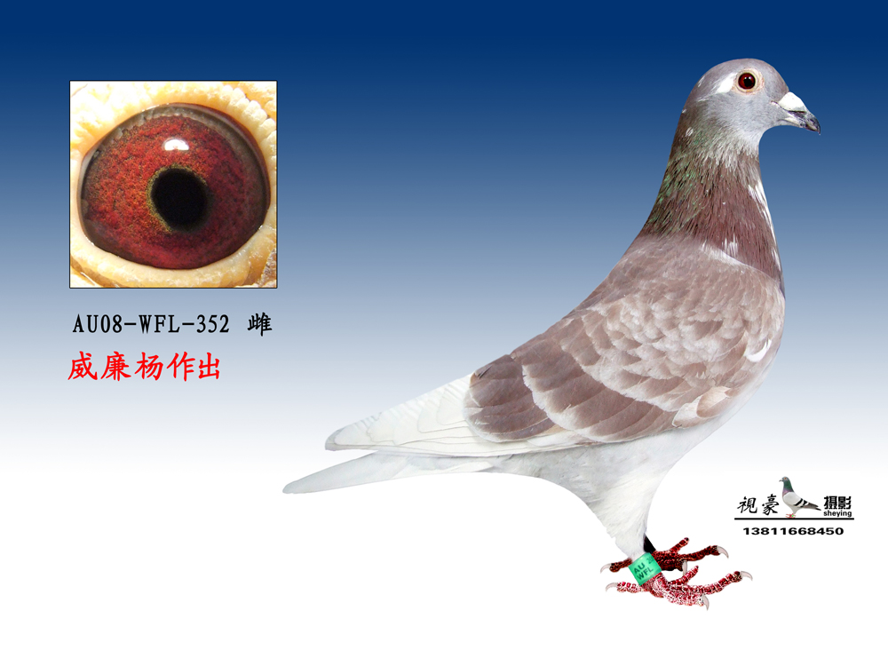 北京王瑜鸽业鸽展示厅图片