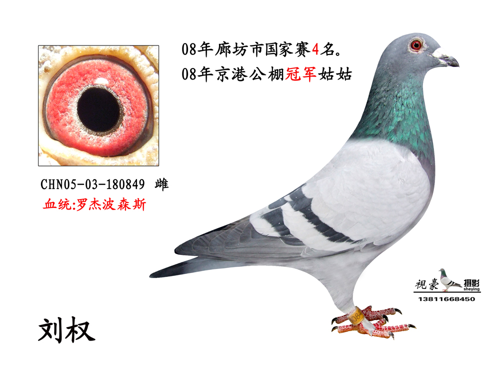 信鸽在线拍卖平台 - 中国信鸽信息网