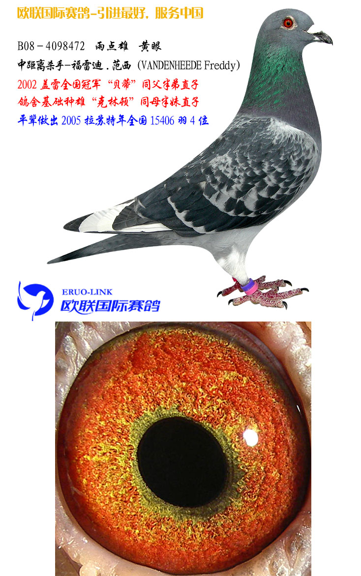 福雷迪.范西种鸽 保证金级 拍卖