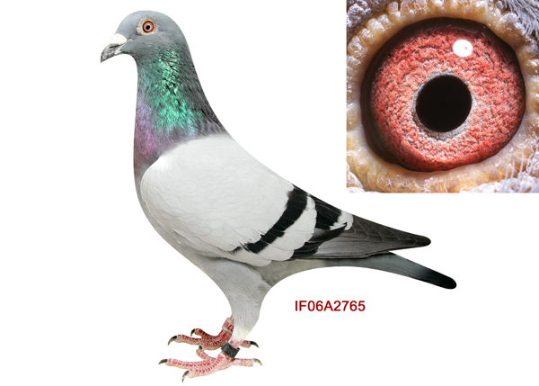 >> 查看拍卖商品