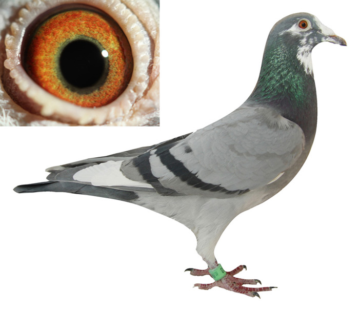 盖比涡轮/恩格斯231血统dv04939-08-593雌 保证金级 拍卖