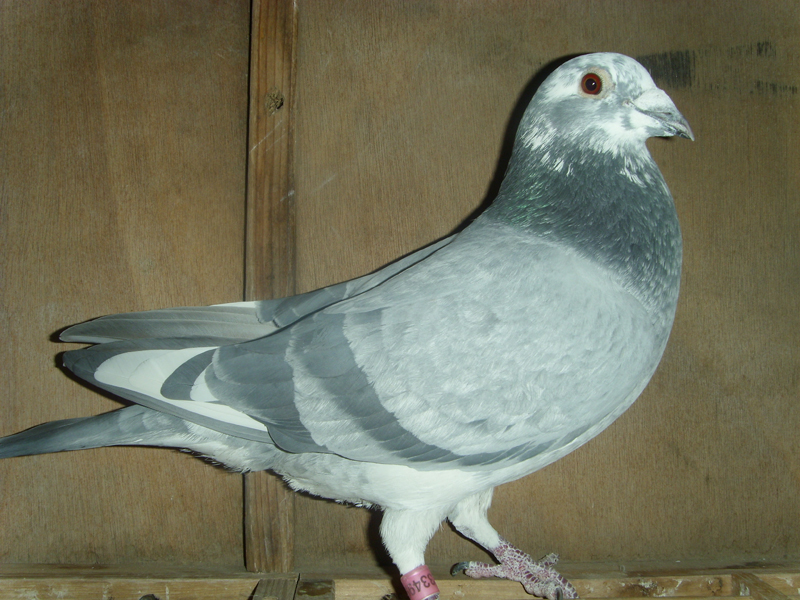 >> 查看拍卖商品