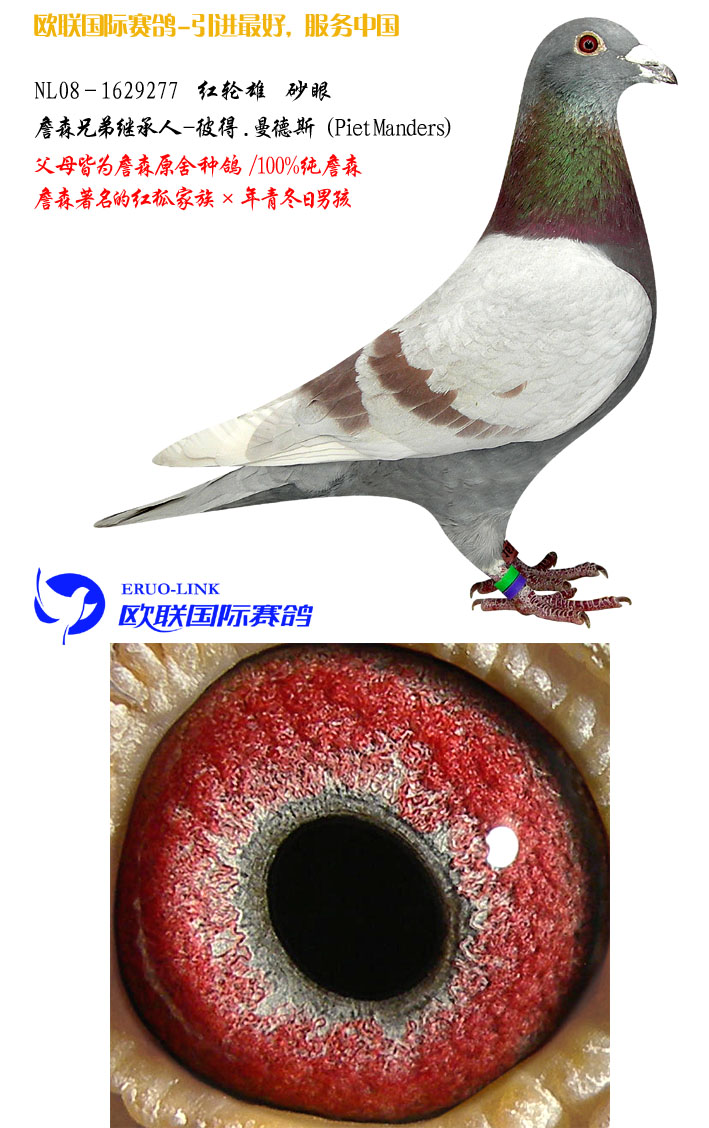 欧联国际赛鸽 - 中信网铭鸽展厅 www.ag188.com
