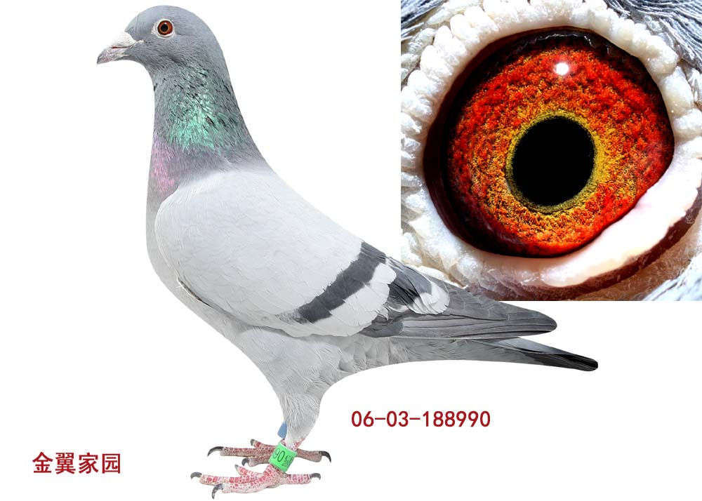 >> 查看拍卖商品